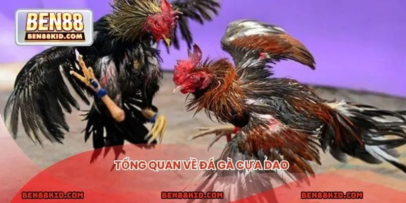 Đá Gà Cựa Dao - Đa Dạng Kèo Cược, Thắng Đậm Mỗi Ngày