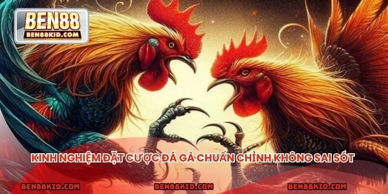 Kinh nghiệm đặt cược đá gà chuẩn chỉnh không sai sót