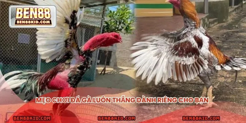 Mẹo chơi đá gà luôn thắng dành riêng cho bạn